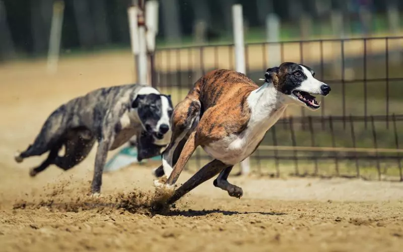 mot-vai-chu-y-khi-choi-dua-cho